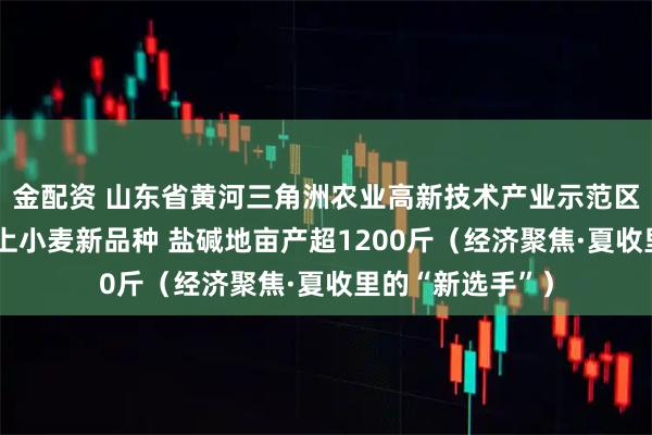 金配资 山东省黄河三角洲农业高新技术产业示范区种粮大户——用上小麦新品种 盐碱地亩产超1200斤(经济聚焦·夏收里的“新选手”)